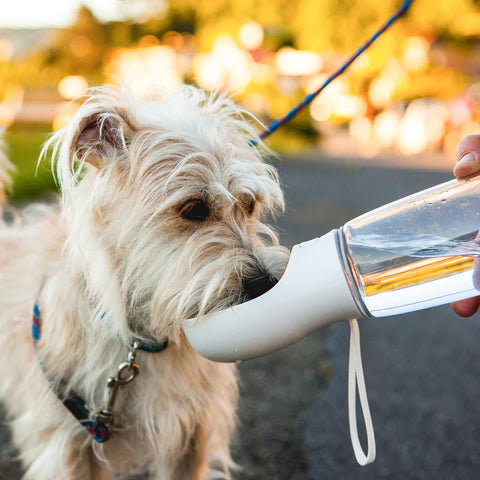 Bärbar Vattenflaska för Hundar